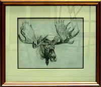 Portrait of a Bull Moose