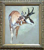 Pronghorned Antelope Study