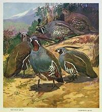 Our American Game Birds