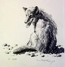 W. Coyote