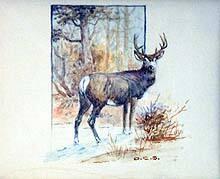 Woodland Stag
