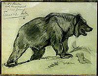 Sketch of Bear