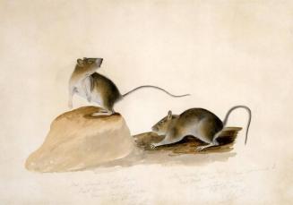Two Bank Mice
