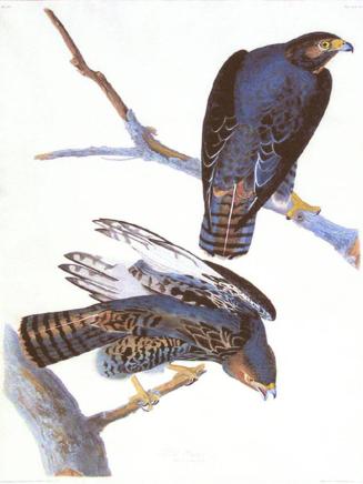 Black Warrior (Harlan's Red Tail Hawk)