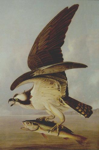 Fish Hawk, or Osprey