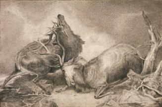 Two Battling Stag Elk