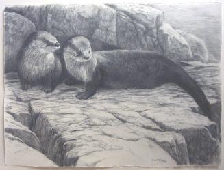 Rocky Shore - River Otters