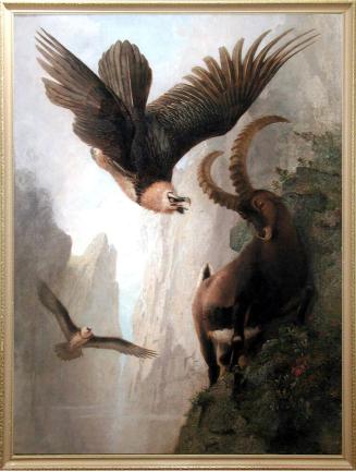 Bearded Vultures Attacking an Alpine Ibex