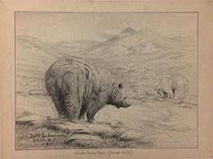 Alaska Brown Bear (Ursus dalli)