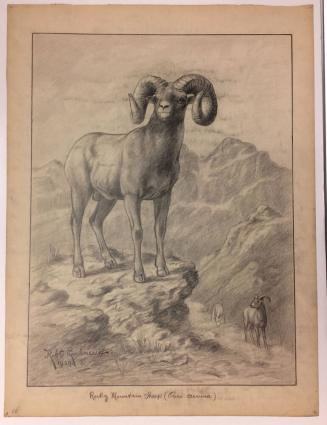 Rocky Mountain Sheep (Ovis cervina)
