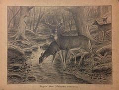 Virginia Deer - odocoileus americanus