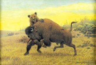 Bison fighting bear