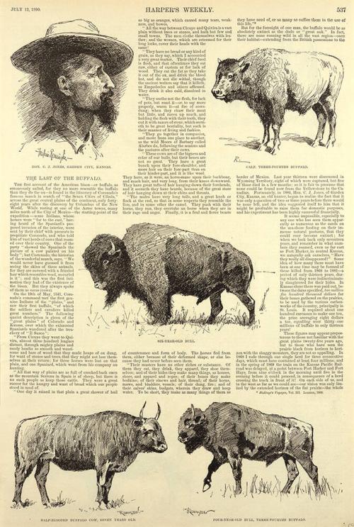 Various Buffalo Illus. - The Last of the Buffalo article