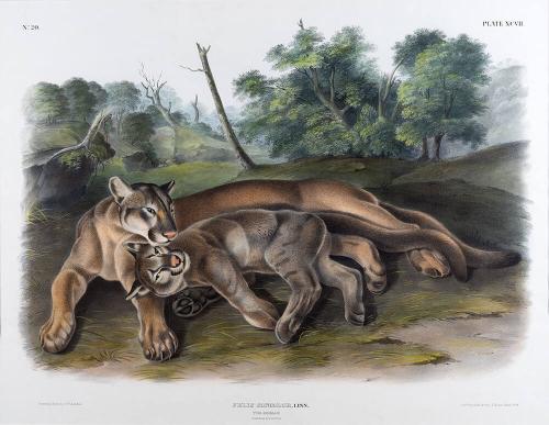 The Cougar, Female and Young