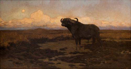 An African Cape Buffalo at Sunset