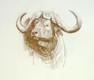 Untitled - Cape Buffalo Bull