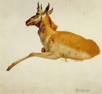 Study of a Pronghorn Antelope