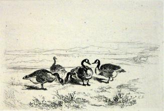 Five Geese Next to a Pond