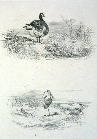 Goose, Egret