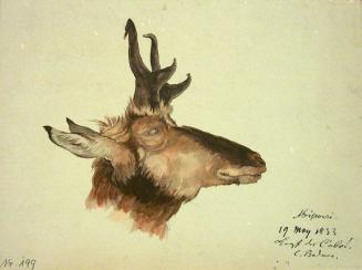 Untitled - sketch of an antelope
