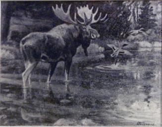 Bull Moose in Water