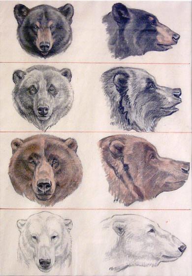 Bear Head Sketches
