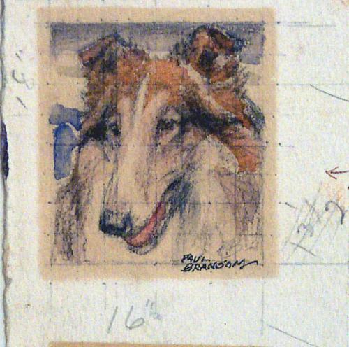 Untitled Collie Head