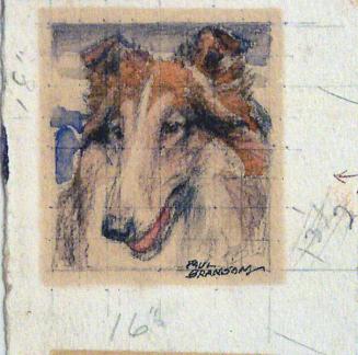 Untitled Collie Head