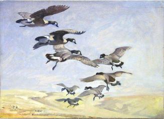 Eight Geese Coming In