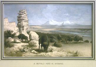A Buffalo Herd in Wyoming