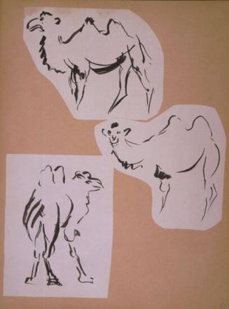 Camels Sketches