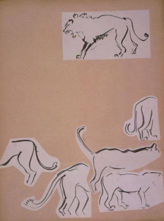Lion Sketches