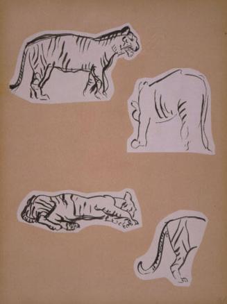 Tiger Sketches
