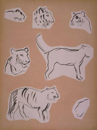 Tiger Sketches