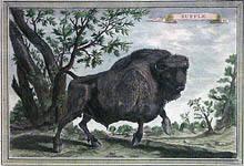 Buffle (West African Buffalo)