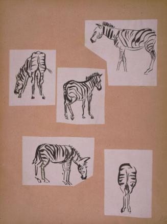 Zebra Sketches