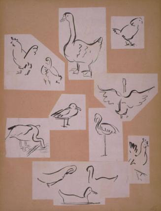 Hens, Ducks, Bird Sketches