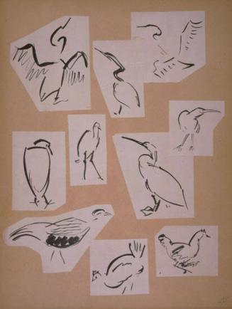 Bird Sketches