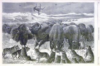 Buffalo Bulls Protecting a Herd from Wolves