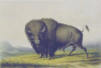 Buffalo-Bull, Grazing