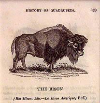 The Bison from History of Quadrupeds.