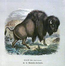 Bison (Bos Americanus) de la Nouvelle-Hollande