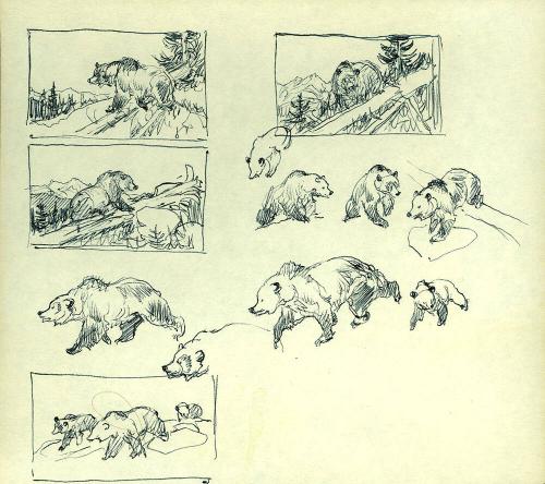 Bear drawings