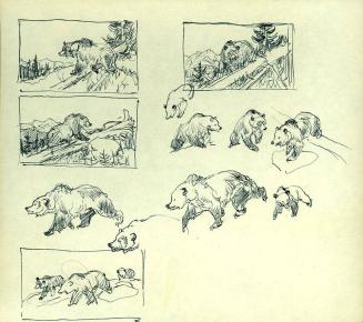 Bear drawings
