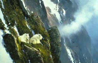 Rocky Mountain Goats - B.C.