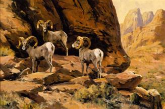 Desert Sheep Society Auction