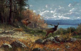 A Family of Elk in the Teton Mountains