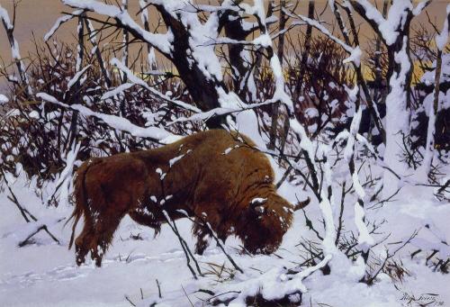 Bison in Winter Landscape (Wisent)