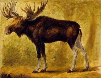 North American Moose - Bull