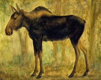 North American Moose - Cow